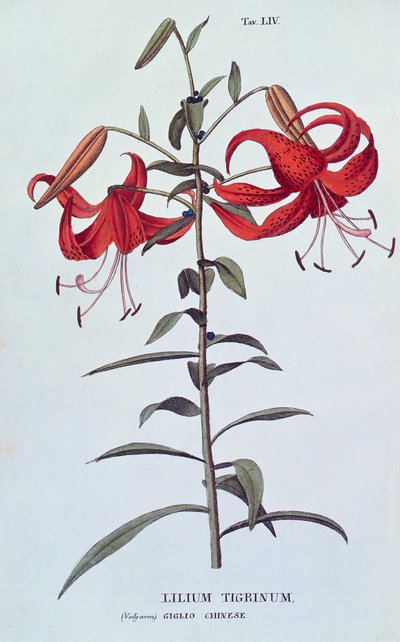 Tiger Lily from L